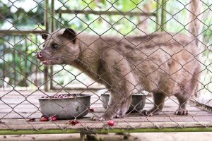 Penderitaan Luwak yang Dikerangkeng demi Kopi
